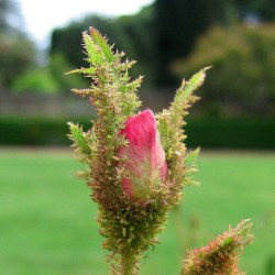 Rosa centifolia Muscosa nupp